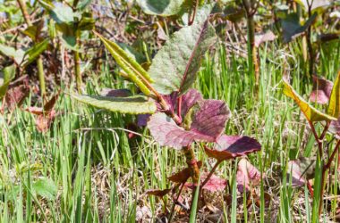Japanese Knotweed