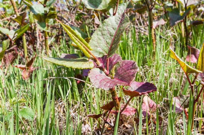 Japanese Knotweed