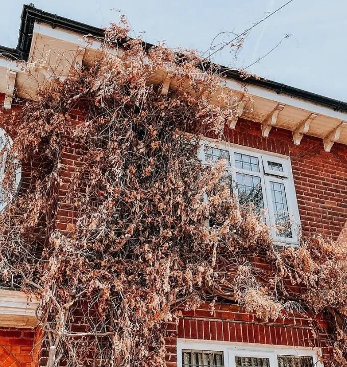A brick wall of a house covered with dry vines.