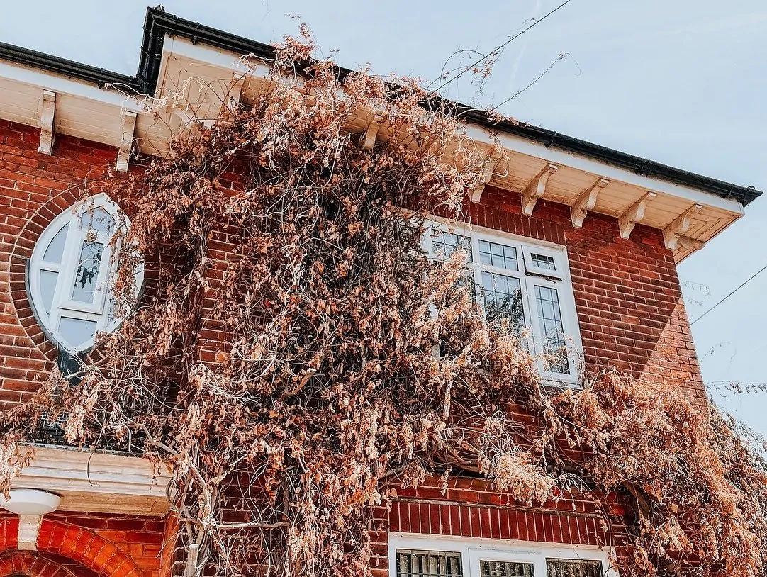 A brick wall of a house covered with dry vines.